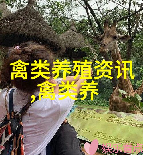 龙港农民养鸽子致富